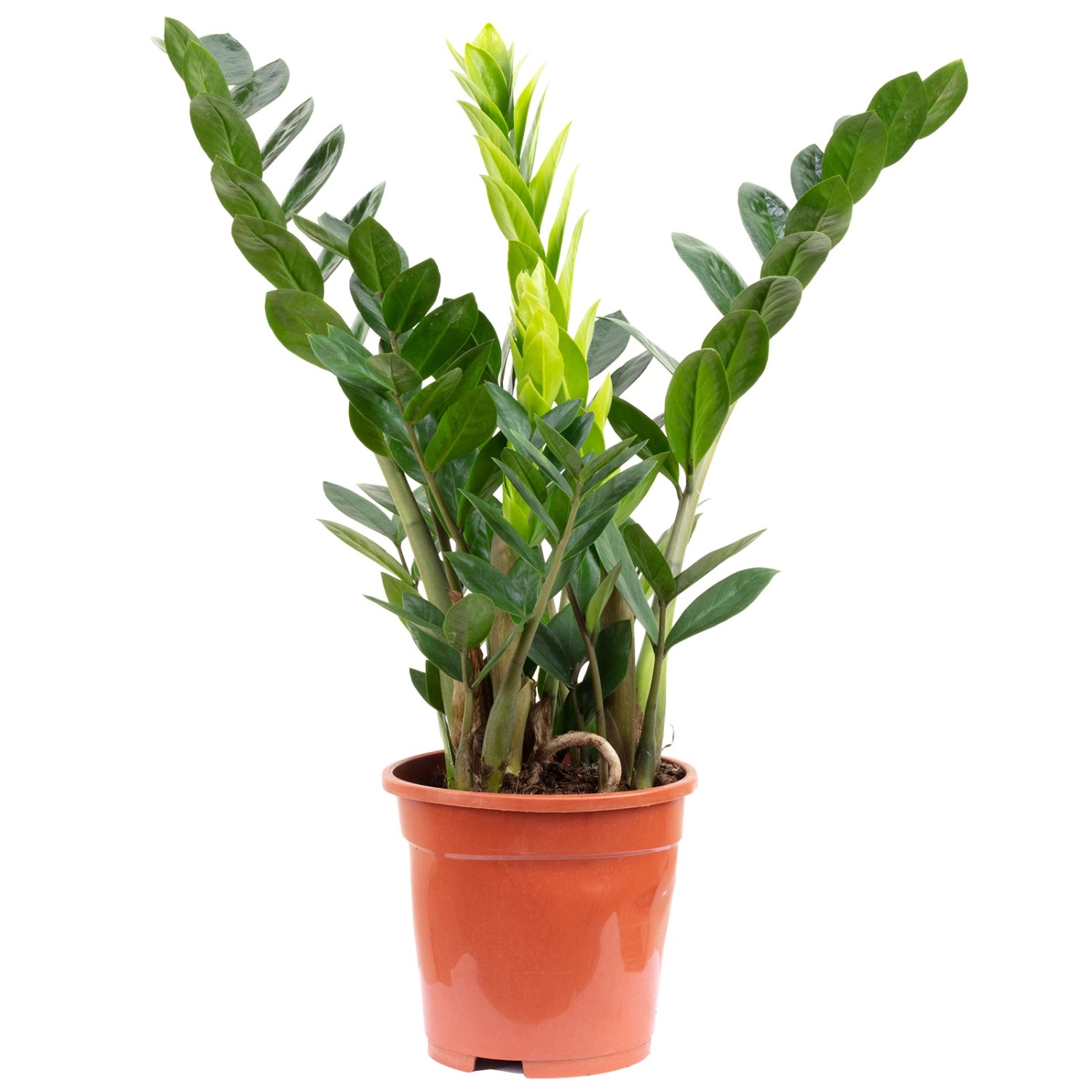 Value Greens Glücksfeder Zamioculcas Perfekt für Büro & Wohnung & Lichtarme Ecken ca. 50 cm Hoch Topf-Ø 17 cm Value Greens Glücksfeder Zamioculcas Perfekt für Büro & Wohnung & Lichtarme Ecken ca. 50 cm Hoch Topf-Ø 17 cm