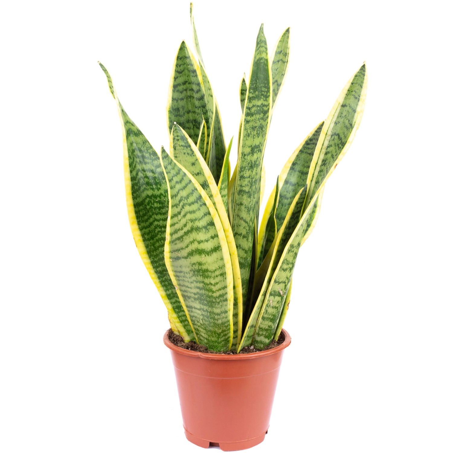 Value Greens Sansevieria Trifasciata 'Laurentii' Robuster Bogenhanf Luftreiniger 30 cm Hoch Topf-Ø 12 cm Value Greens Sansevieria Trifasciata 'Laurentii' Robuster Bogenhanf Luftreiniger 30 cm Hoch Topf-Ø 12 cm