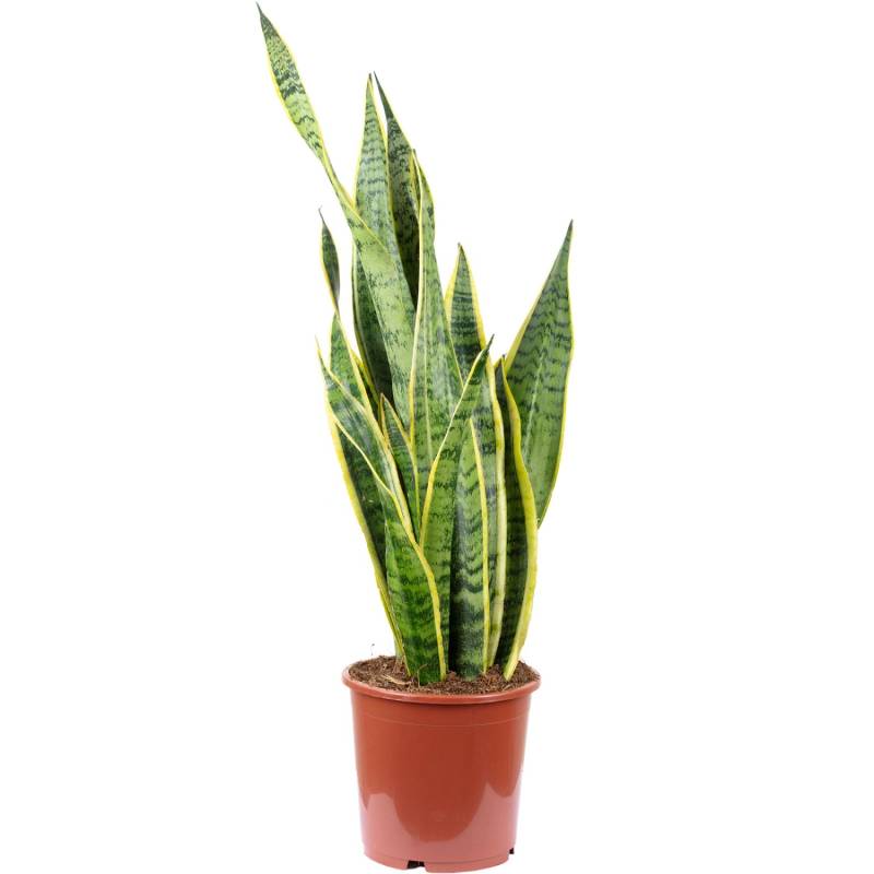 Value Greens Sansevieria Trifasciata 'Laurentii'  Robuster Bogenhanf  Luftreiniger  60 cm Hoch  Topf-Ø 17 cm