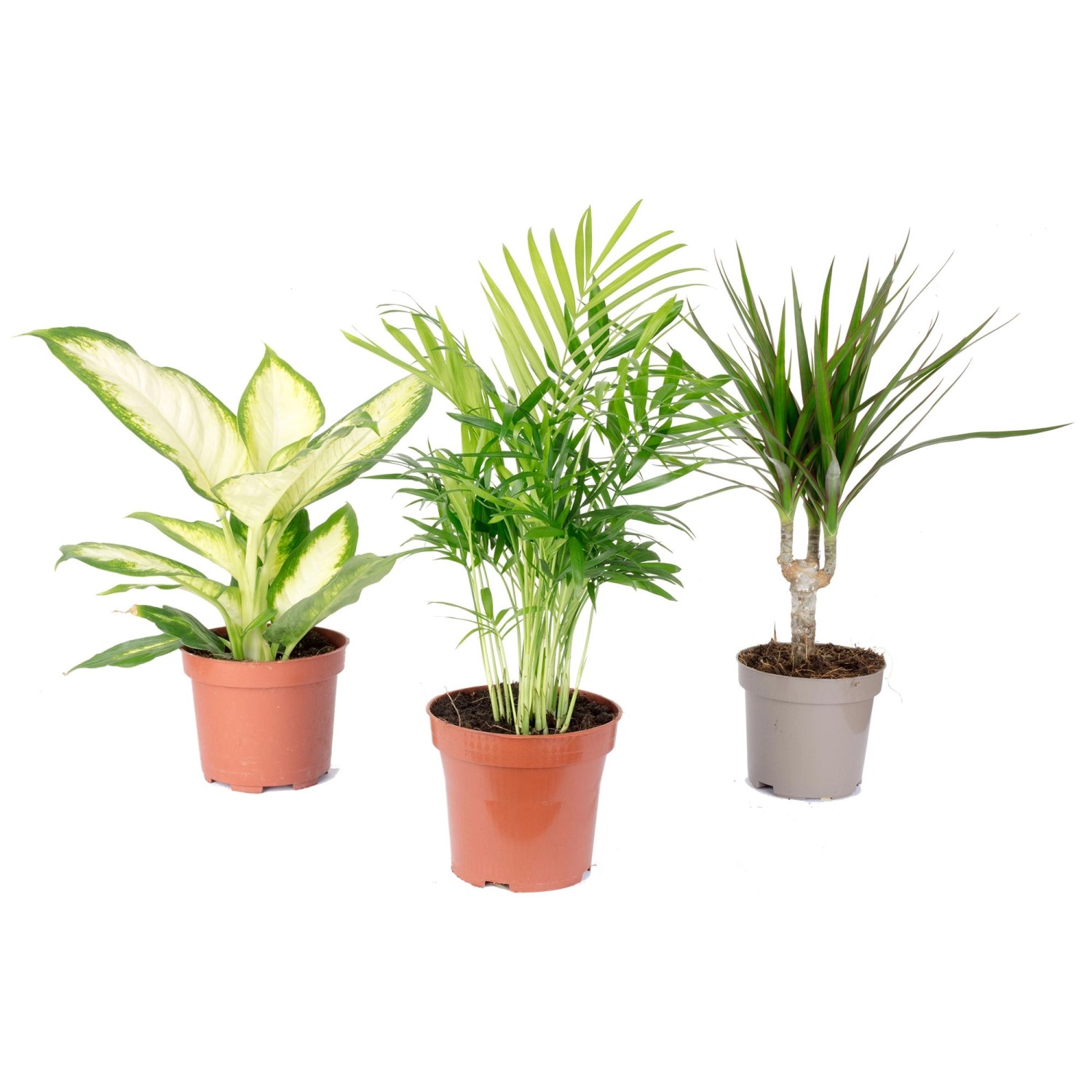 Value Greens Tropisches Pflanzenset 3 Pflegeleichte Grünpflanzen in einem Set Bergpalme Dieffenbachie Drachenbaum ca. 30 cm Hoch Value Greens Tropisches Pflanzenset 3 Pflegeleichte Grünpflanzen in einem Set Bergpalme Dieffenbachie Drachenbaum ca. 30 cm Hoch