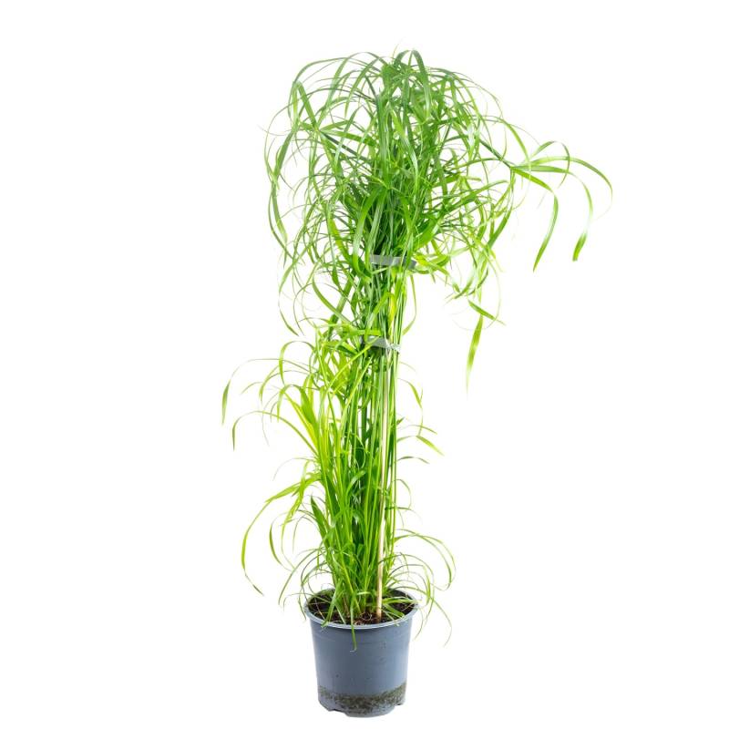 Value Greens Wasserliebendes Zyperngras  Cyperus Alternifolius  ca. 55 cm Hoch  Topf-Ø 14 cm