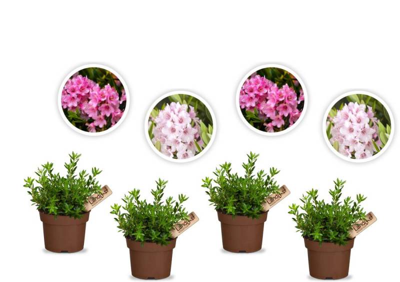 Verspieltes Rhododendron Nugget" 4er Set"