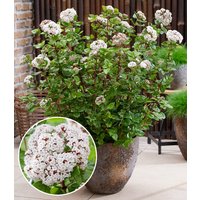 Viburnum 'Rock 'n Rolla®'