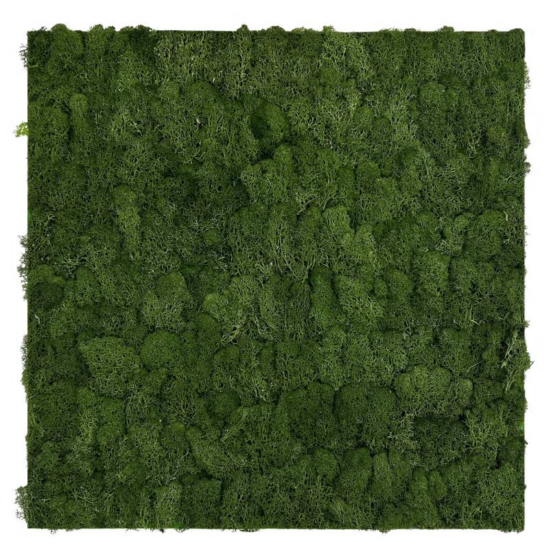 Jangal Wandpaneel 'Echt Moos' dunkelgrün 52 x 52 cm von Jangal