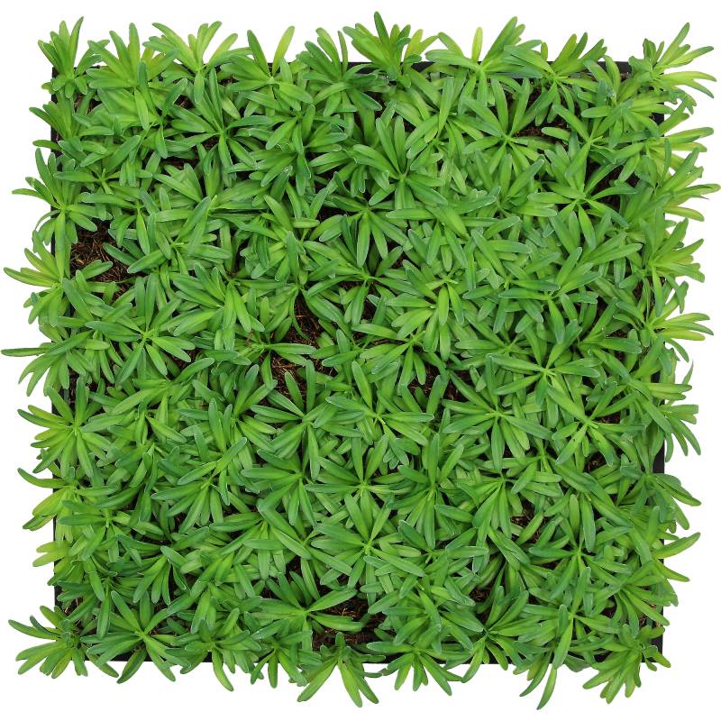 Jangal Wandpaneel 'Flora' Steineibe 52 x 52 cm von Jangal