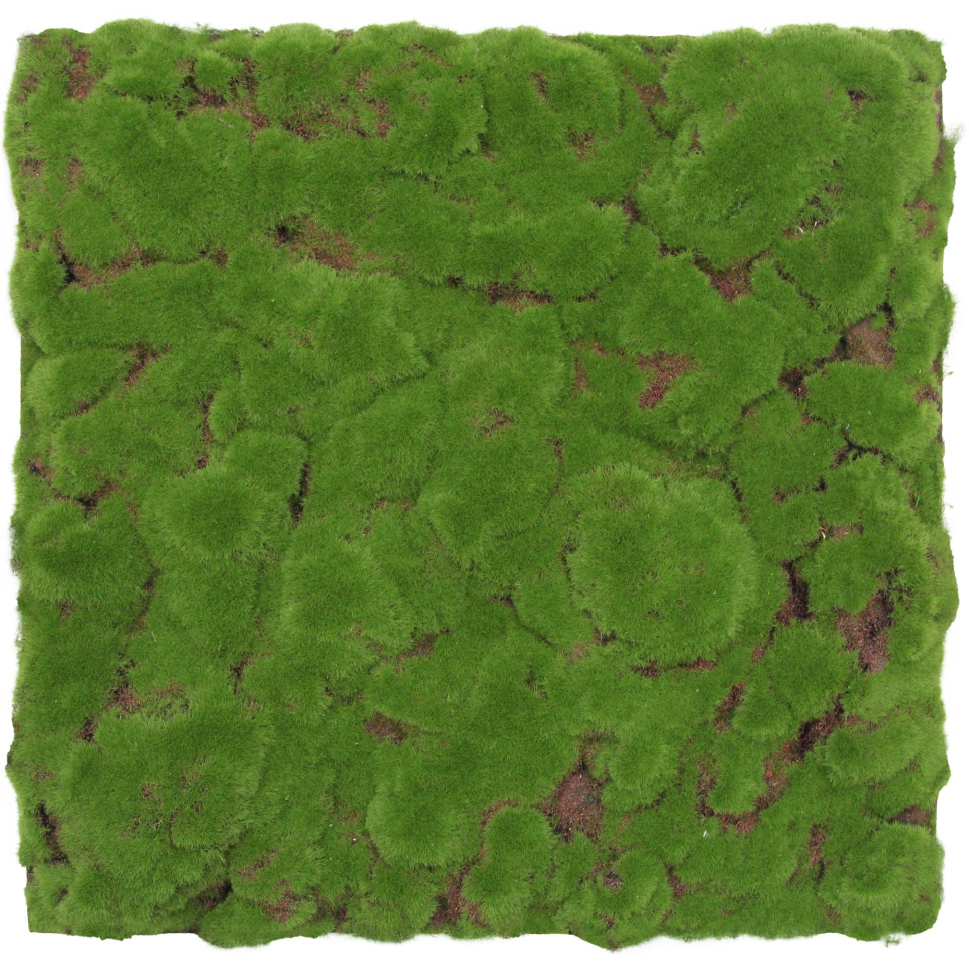 Jangal Wandpaneel 'Moos' Waldgrün 52 x 52 cm Jangal Wandpaneel 'Moos' Waldgrün 52 x 52 cm von Jangal