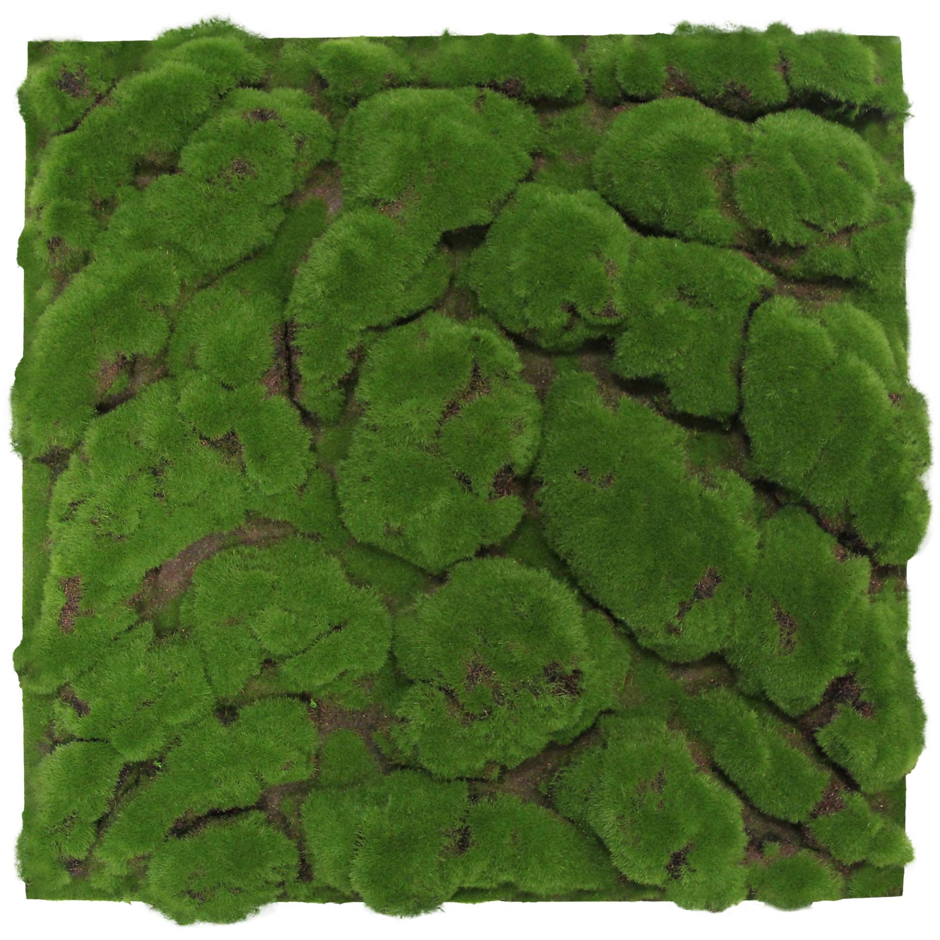 Jangal Wandpaneel 'Moos grob' Waldgrün 52 x 52 cm von Jangal