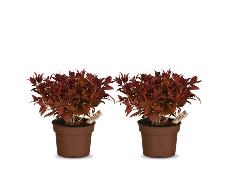 Weigelie Feuerflügel (2er-Set)