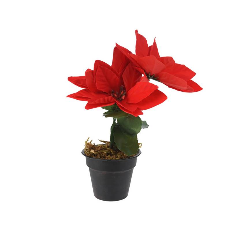 Weihnachtsblume in Schwarzer Topf 24 x 13 x 17 cm Rot