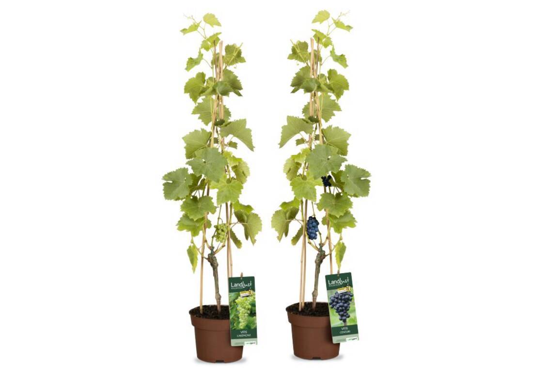 Weinreben ‘Lakemont‘ & ‘Centuri‘ Kernarm (2er-Set)