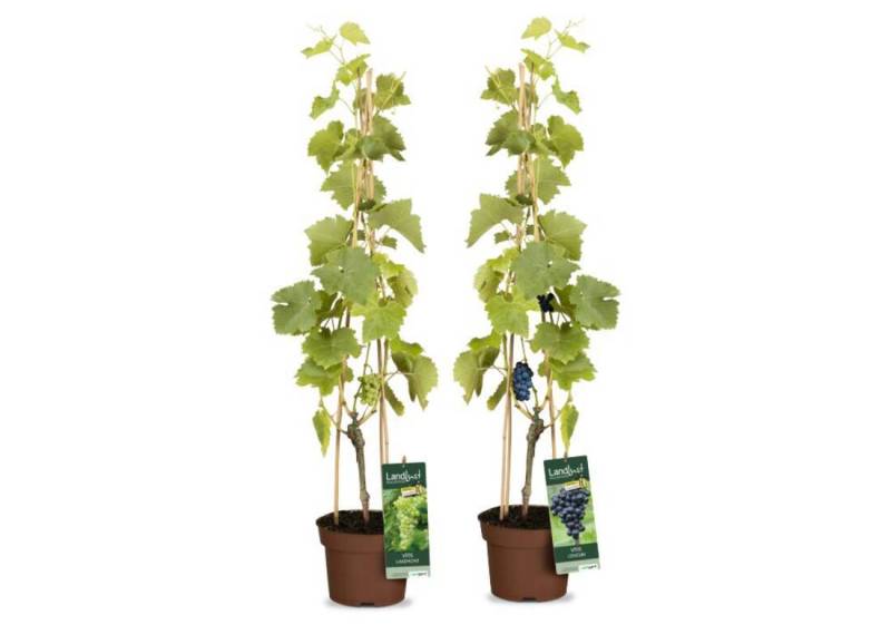 Weinreben ‘Lakemont‘ & ‘Centuri‘ Kernarm (2er-Set)