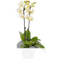 Weiße Orchidee im Topf