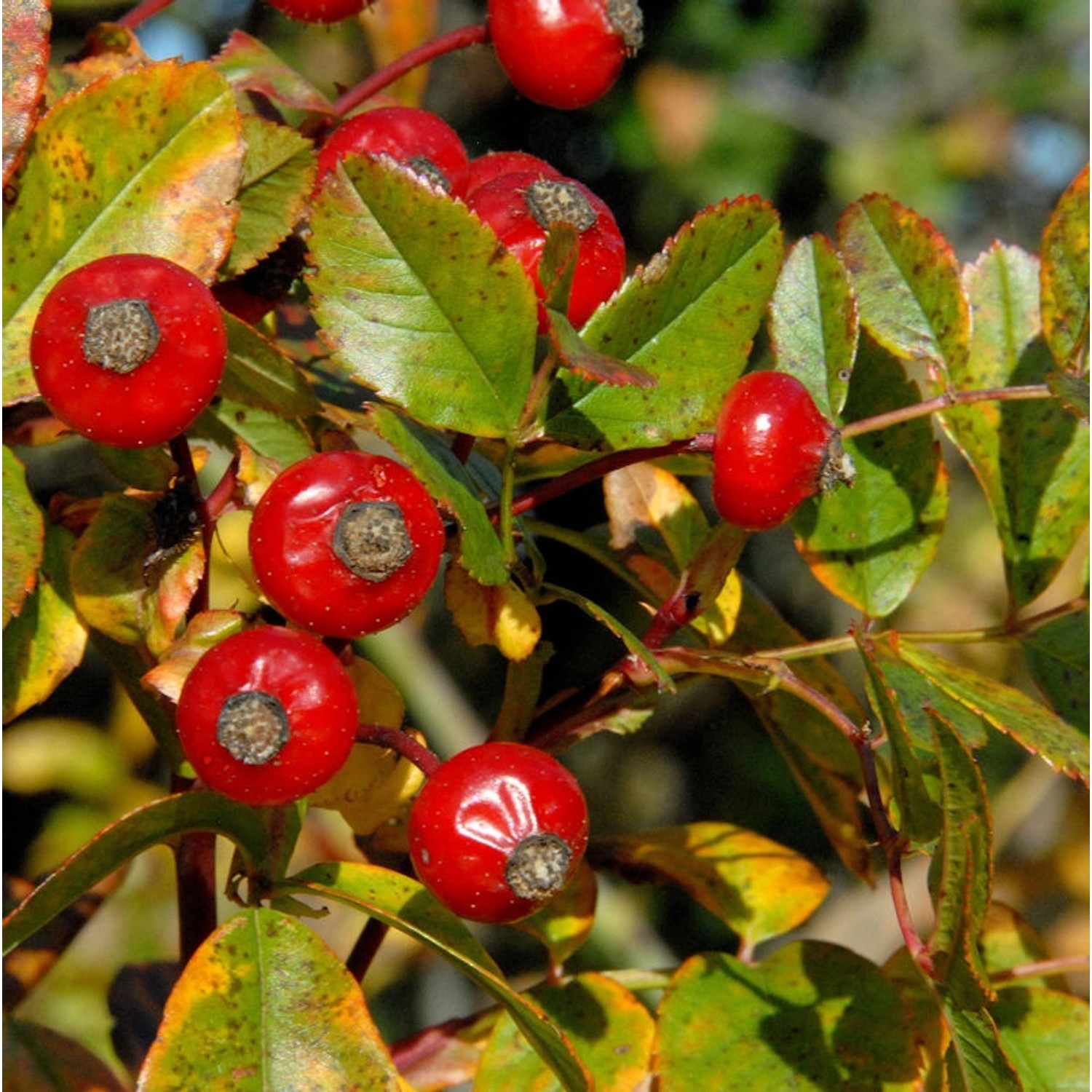 Wiesenrose 40-60cm - Rosa carolina