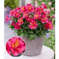 Winterharte Alstromeria Incalys® 'Cherry', im 12 cm XL-Topf