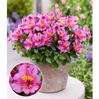 Winterharte Alstromeria Incalys® 'Purple', im 12 cm XL-Topf