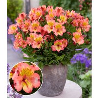 Winterharte Alstromeria Incalys® 'Salmon', im 12 cm XL-Topf