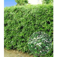 Winterharte Bambus-Hecke im 2-Liter Container
