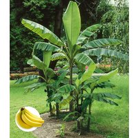 Winterharte Banane 'grün'