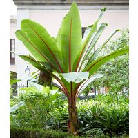 Winterharte Banane 'rot'