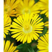 Winterharte Eisblume 'Golden Wonder'