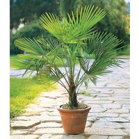 Winterharte Kübel-Palme im 19 cm Topf