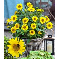 Winterharte Sonnenblume 'SunCatcher®' im XL-Topf