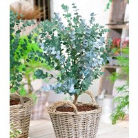 Winterharter Eukalyptus 'Azura®' im XXL-Topf
