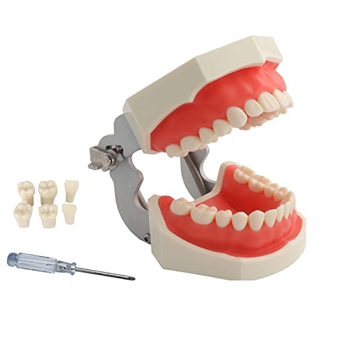 YOUYA DENTAL TM-021 Dental Typodont Zähne Modell Komplett Abnehmbare Lehrwerkzeuge Typodont Gelenke Anatomie Zähne Modell 28 Abnehmbare Zähne mit eine YOUYA DENTAL TM-021 Dental Typodont Zähne Modell Komplett Abnehmbare Lehrwerkzeuge Typodont Gelenke Anatomie Zähne Modell 28 Abnehmbare Zähne mit eine von YOUYA DENTAL