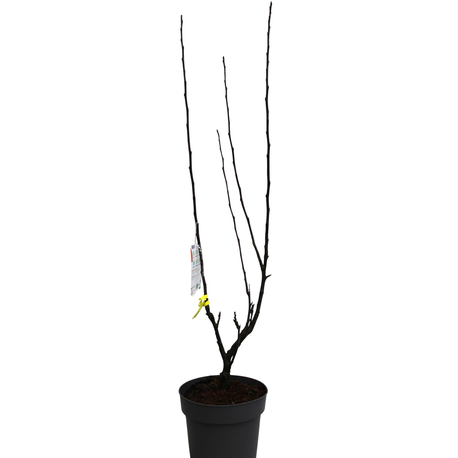 Zierapfel Golden Hornet Gelb Höhe ca. 80 - 100 cm Topf ca. 7 l Malus