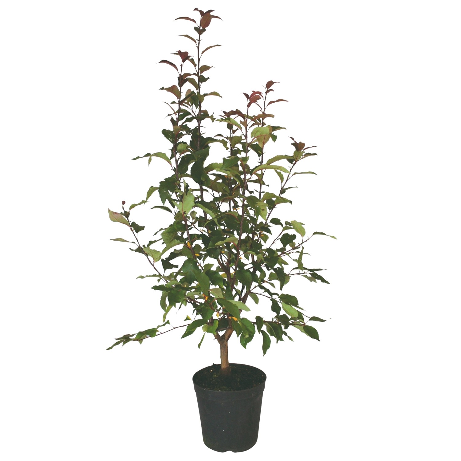 Zierapfel Red Sentinel Rot Höhe ca. 80 - 100 cm Topf ca. 7 l Malus