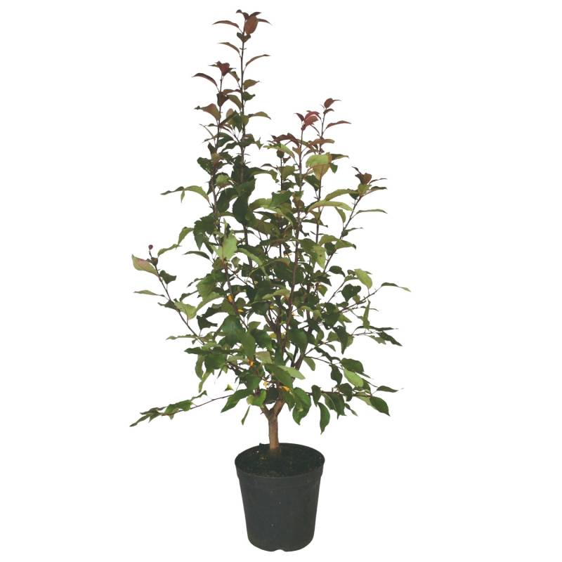 Zierapfel Red Sentinel Rot Höhe ca. 80 - 100 cm Topf ca. 7 l Malus