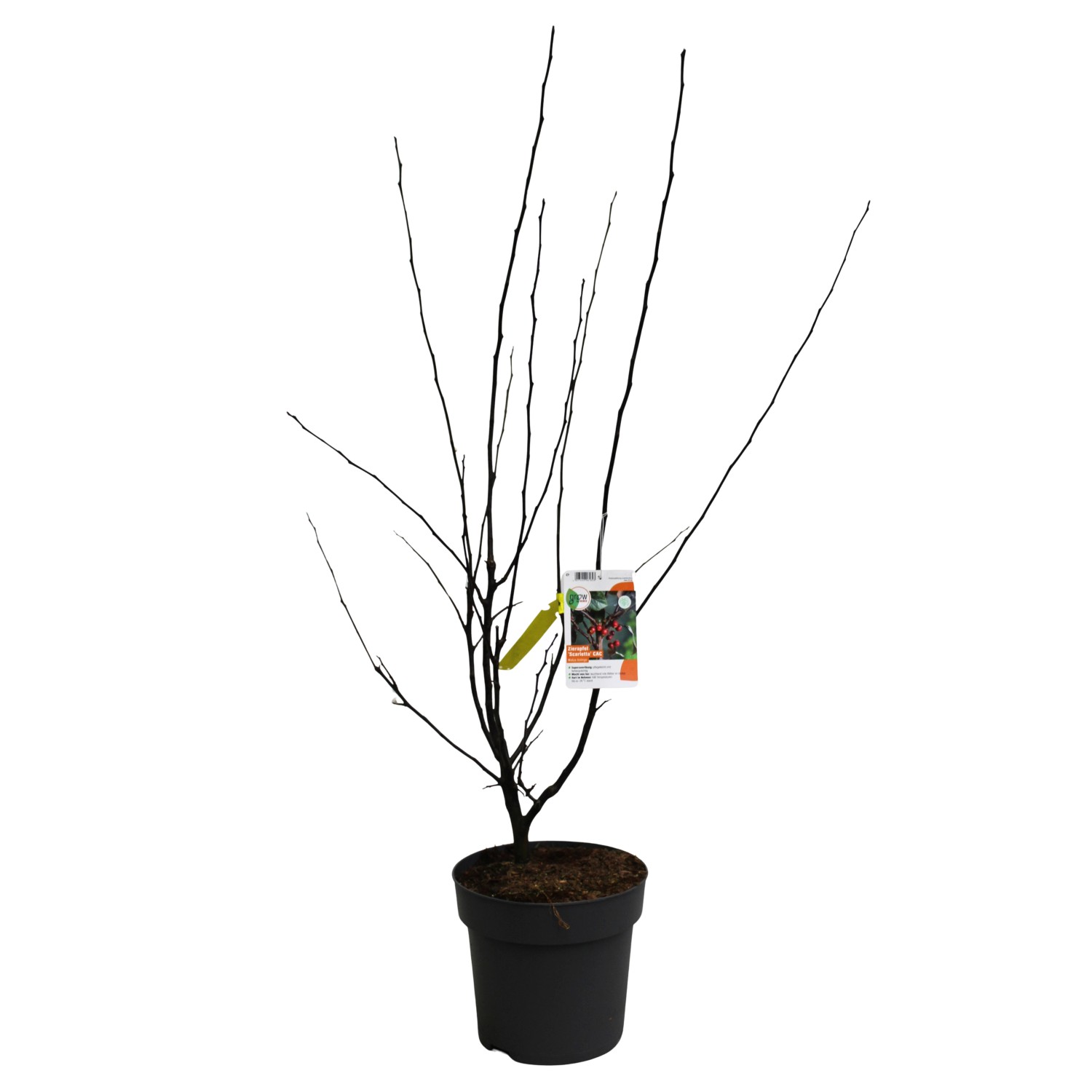 Zierapfel Scarletta Rosa Höhe ca. 80 - 100 cm Topf ca. 7 l Malus