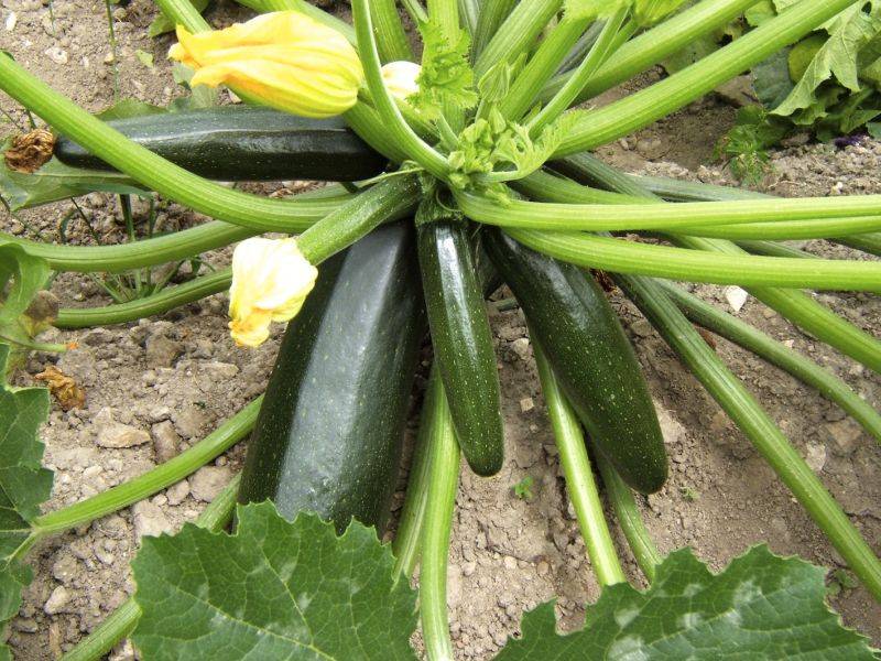 Zucchini 'Black Beauty'