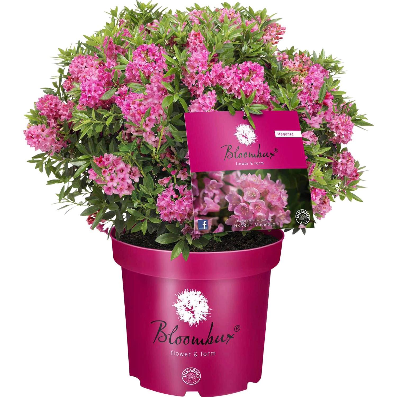 Zwerg-Rhododendron Bloombux® Magenta Höhe ca. 20 - 30 cm Topf ca. 2 l