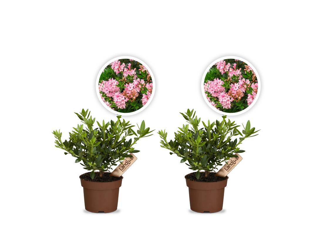 Zwergrhododendron Bloombux Magenta 2er Set