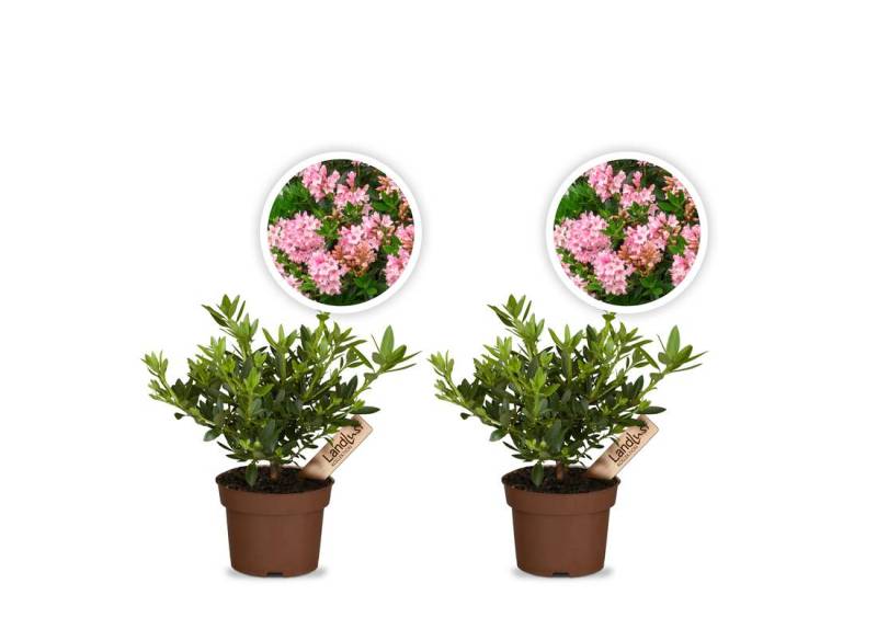Zwergrhododendron Bloombux Magenta 2er Set