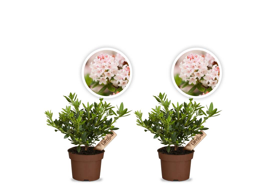 Zwergrhododendron Bloombux Pink 2er Set