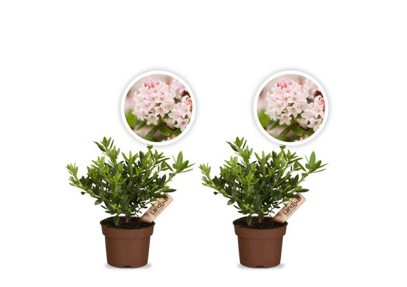 Zwergrhododendron Bloombux Pink 2er Set