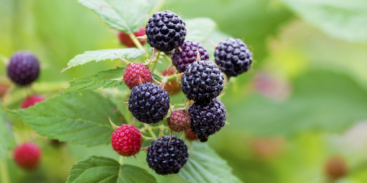 schwarze Sommerhimbeere Takuya von Restberry