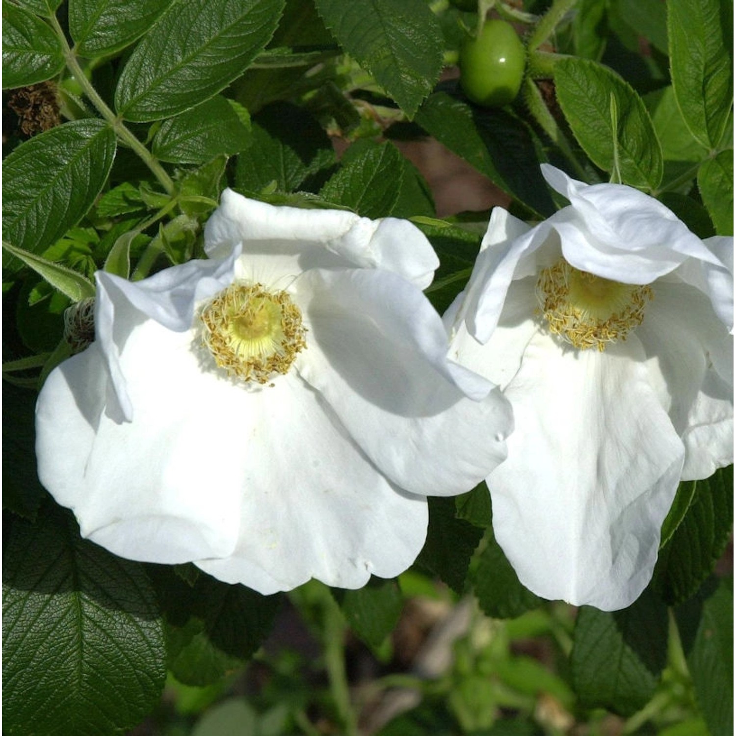 weiße Apfelrose 30-40cm - Rosa rugosa alba