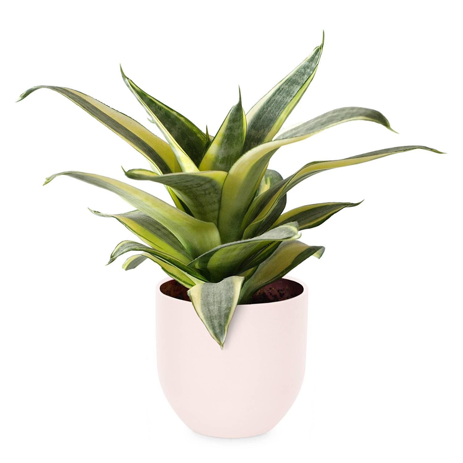 home24 Blumentopf Ire 10 x 10 x 10cm Pink/Hellrosa von home24