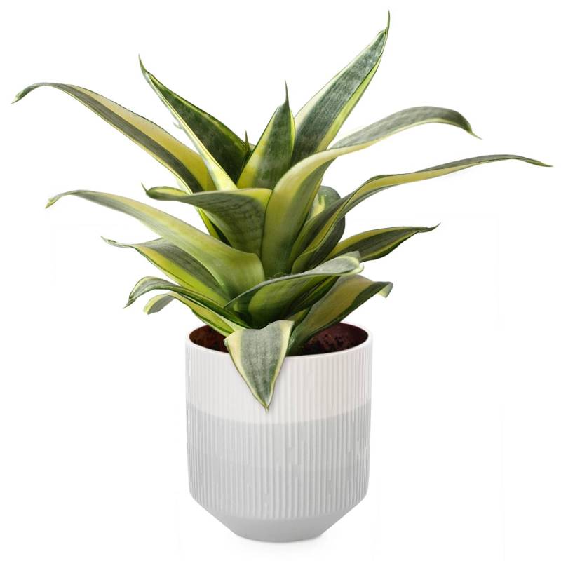 home24 Blumentopf Rino 9 x 10 x 9cm Grau/Hellgrau/Weiß von home24