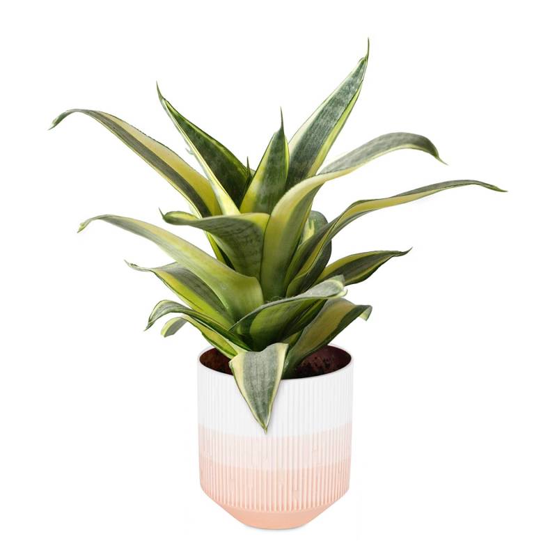 home24 Blumentopf Rino 9 x 10 x 9cm Orange/Koralle von home24