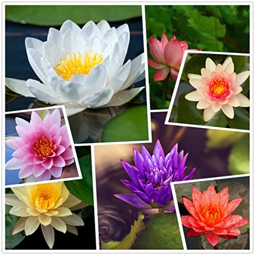 Lebende aquatische rustikale Seerosen-Blumenpflanze, gemischte Farben Bonsai-Lotus-Samen, 50+ Samen vorwurzelte aquatische Wasser-Samen von hua xian zi