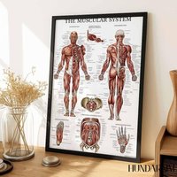 Muscular System Poster Human Muscle Chart For Gym Or Classroom von hundarnim