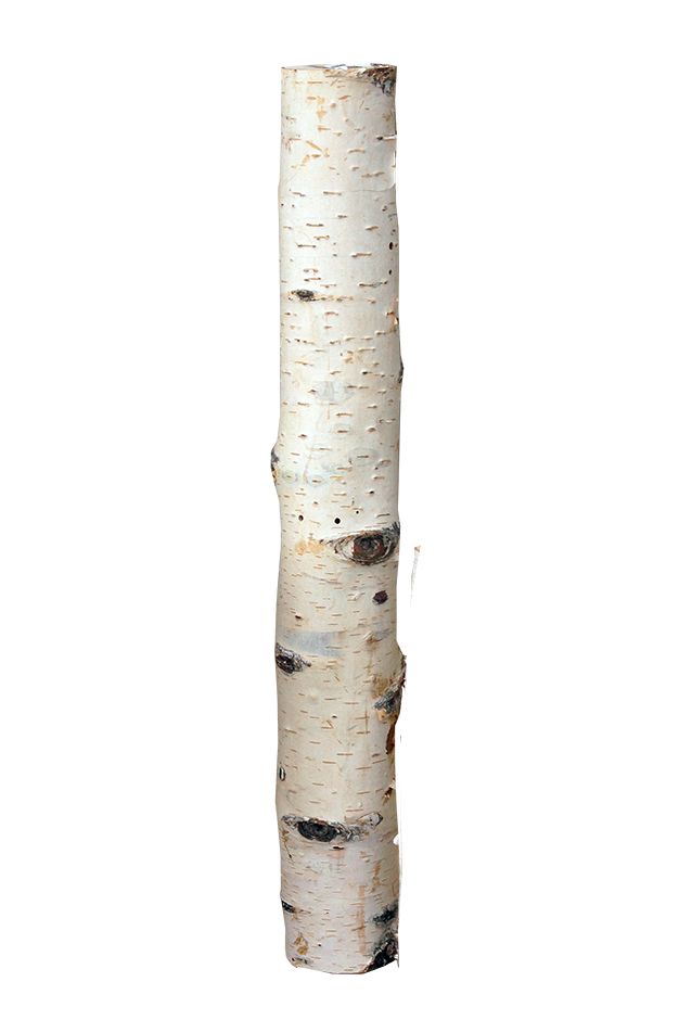 Birkenholzsticks 100% Natur 40 cm von iWerk