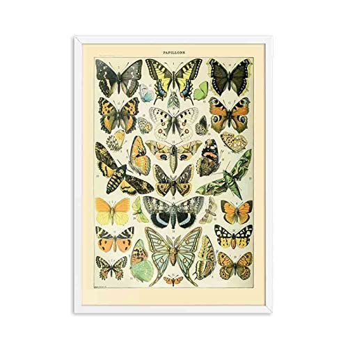 Antik Schmetterling Wand Bilder Vintage Poster Insekt Gemälde Natur Bildung Leinwand Gemälde Bild Kinderzimmer Home Wanddekoration 50x70cm Ungerahmt von iYoucase