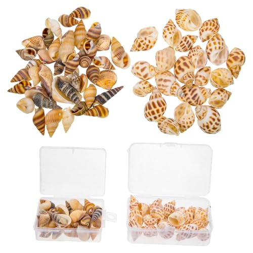 ifundom 2 Boxen Natürliche Muscheln Deko Boxen Meeresschnecken DIY Aquarium Füllmaterial Schutz für Krabben Fischdekoration Bonsai Landschaft Gestaltung von ifundom