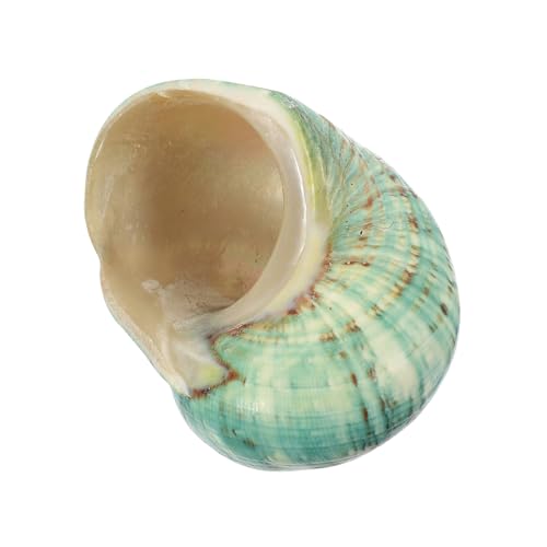 ifundom Natürliche Große Grüne Meeresschnecke Aquarium Dekoration Muscheln Fischtank Ornament für Fischbecken und Foto Requisite ifundom Natürliche Große Grüne Meeresschnecke Aquarium Dekoration Muscheln Fischtank Ornament für Fischbecken und Foto Requisite von ifundom