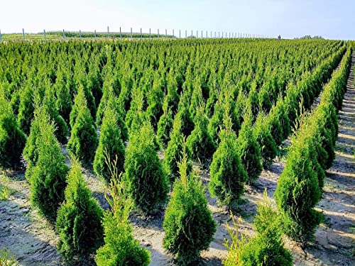 Iglaco THUJA SMARAGD - Immergrüner Lebensbaum Heckenpflanze im Topf (50 Stück, 25-30cm) von iglaco